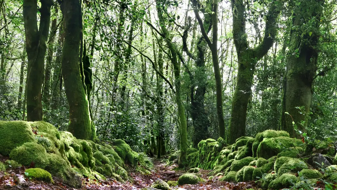 La balade du grand murin