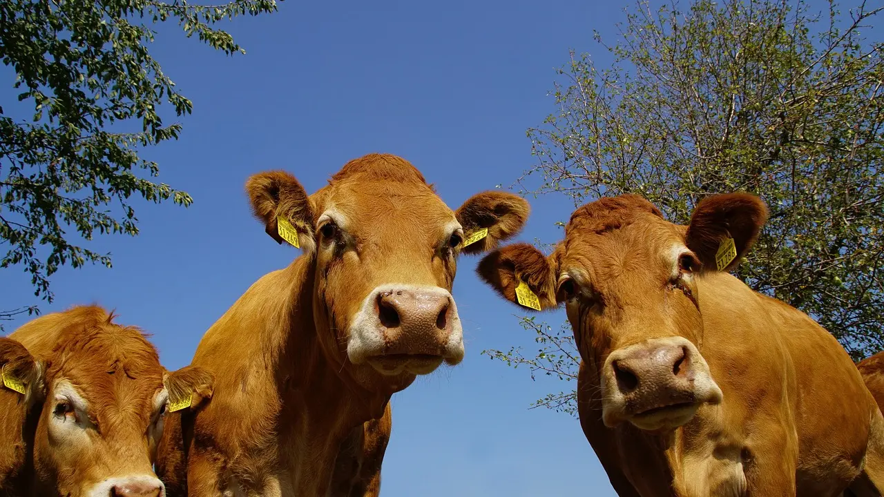 limousin-4720161_1280
