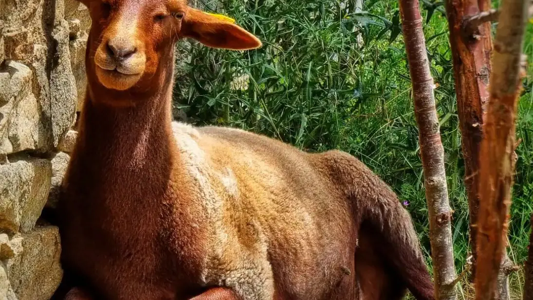 Maisonnette à la ferme - Janailhac