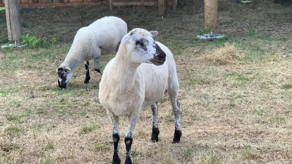 moutons