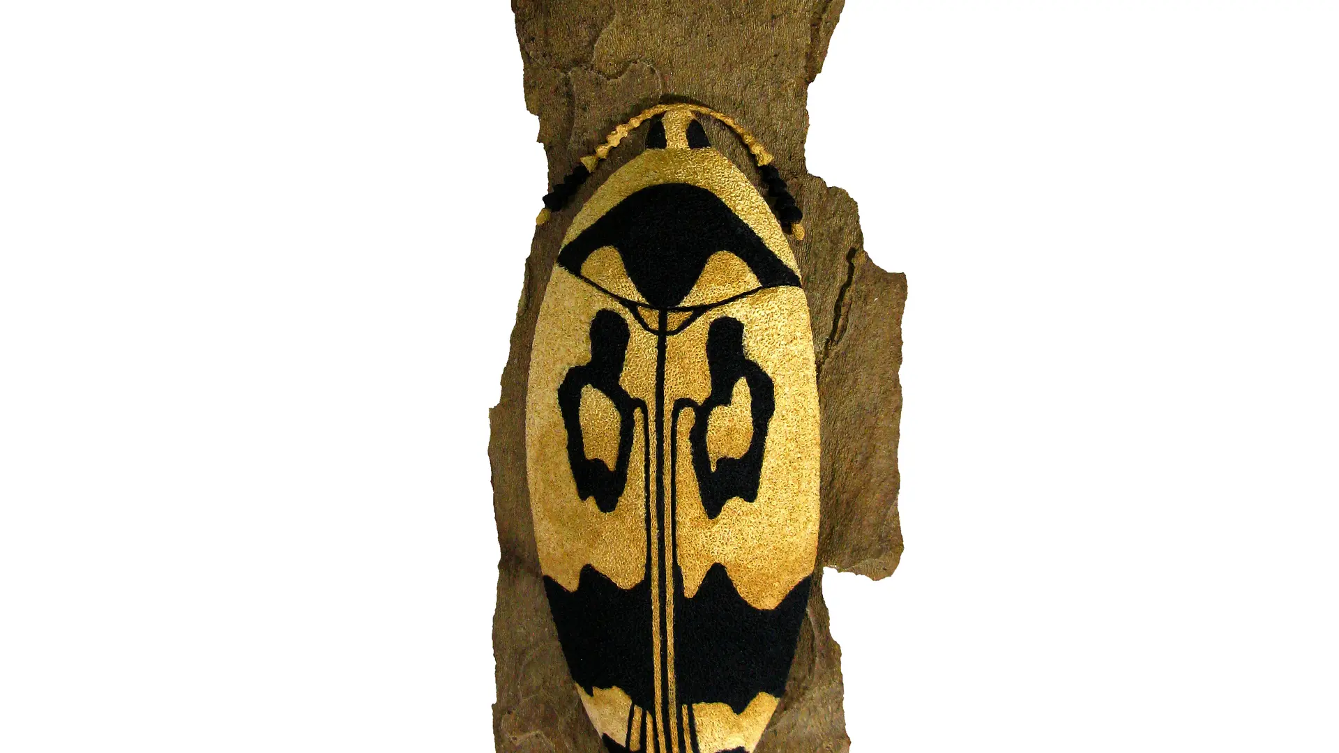 orchesia undulata