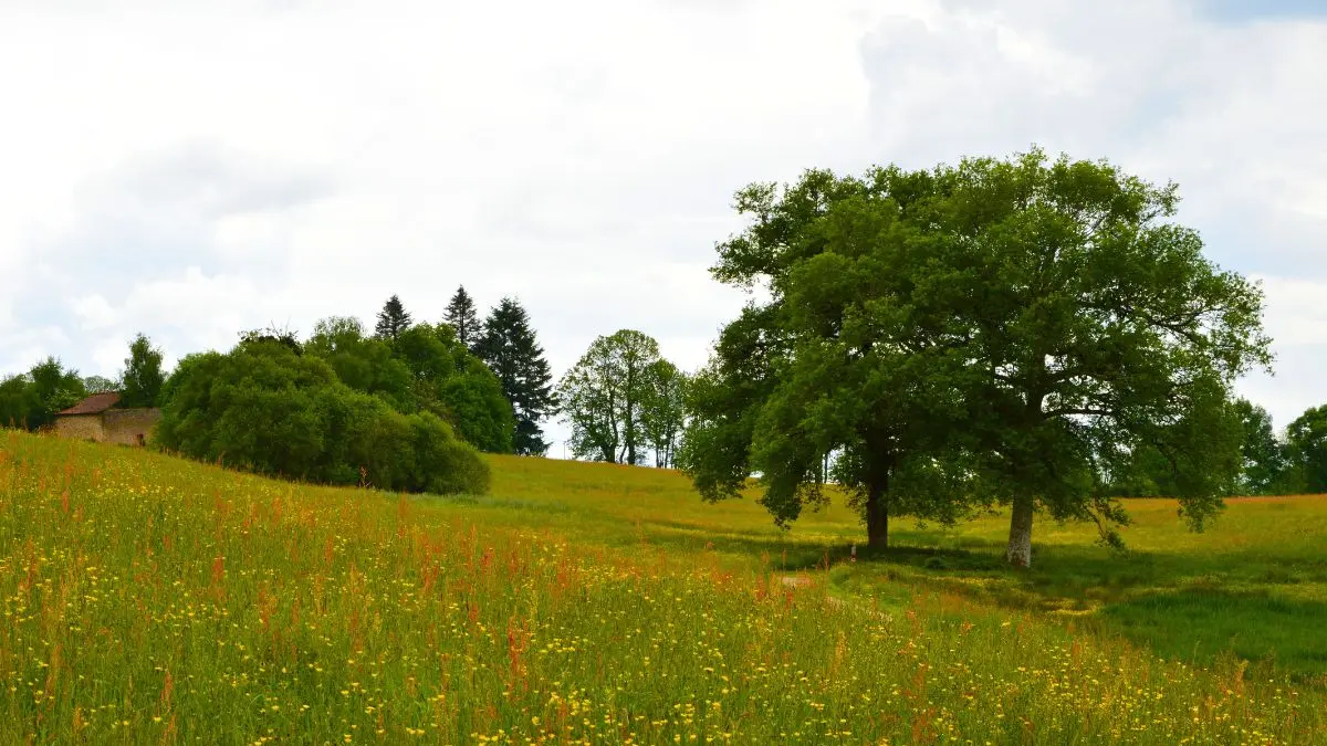 Parc du Vallon des Granges - Châlus
