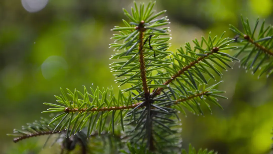 sentier-musical-de-pageas