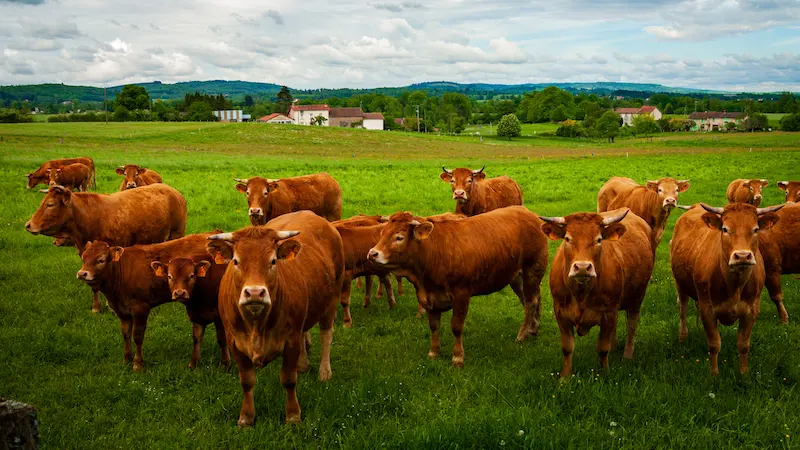 sentier catalacoise 1