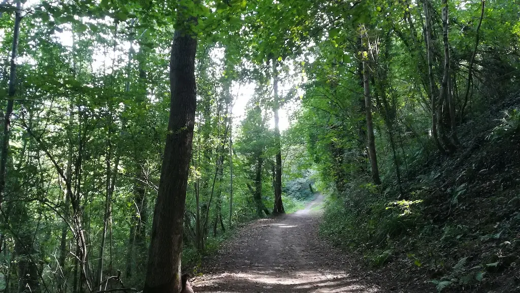 sentier les biards sous bois