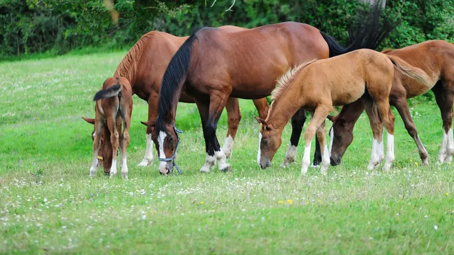 chevaux