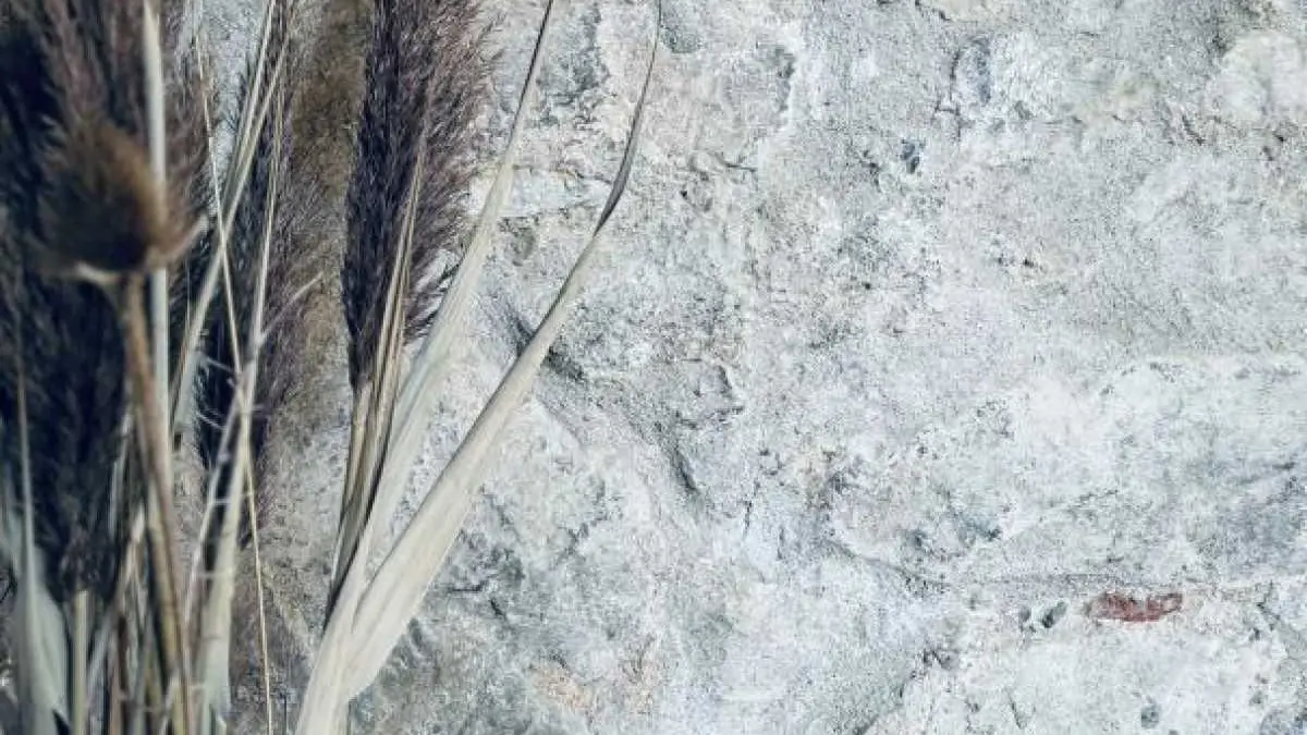 11G1111 - L'Amandier_8