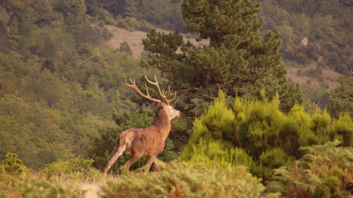 11G3165 - Tramontane_7