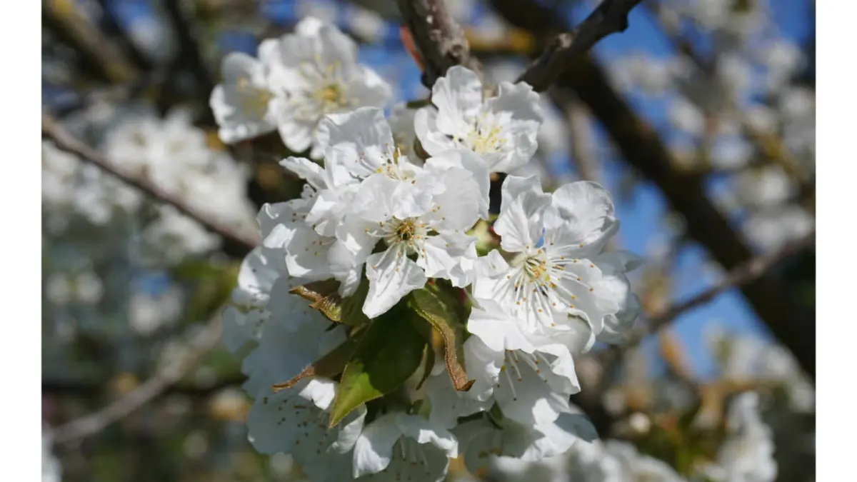 11G3230 - La Bastide Saint Etienne - Maison Alphonse_8