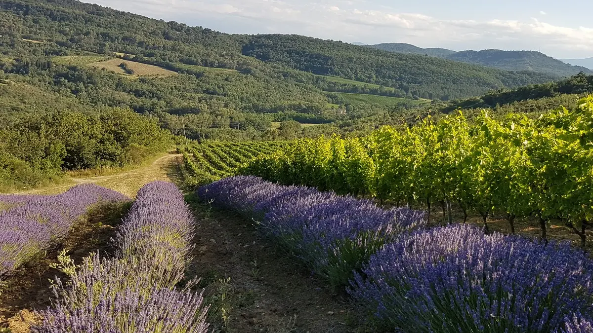 Domaine de Mouscaillo