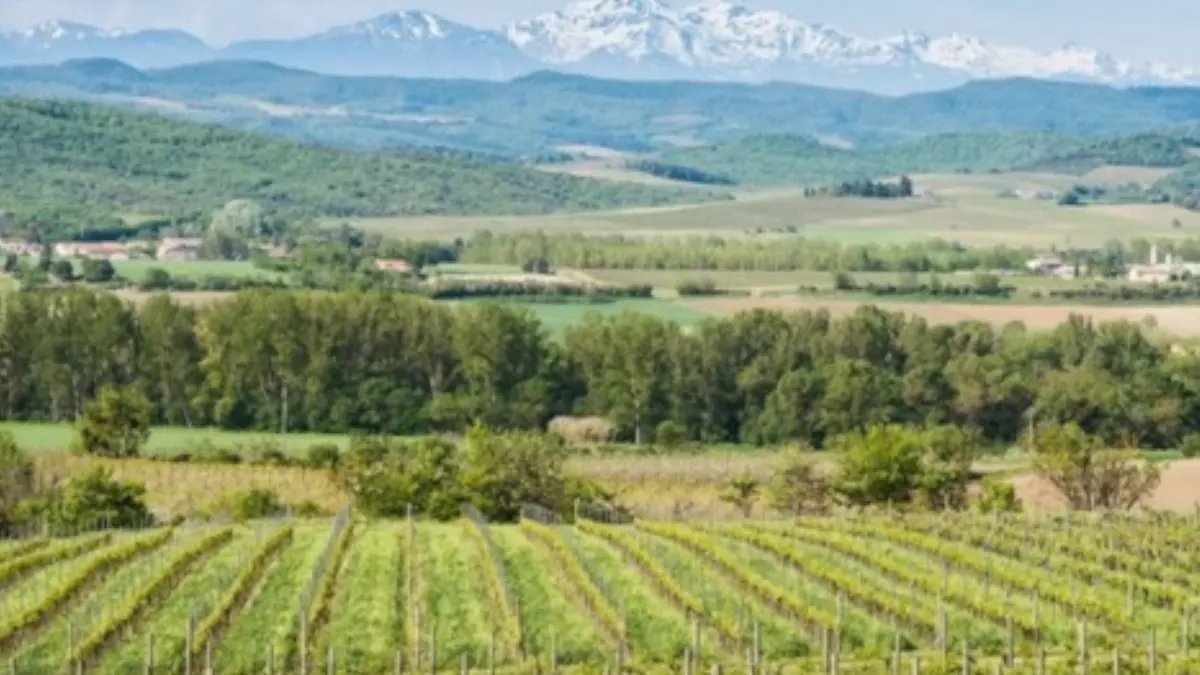 DOMAINE LA LOUVIÈRE