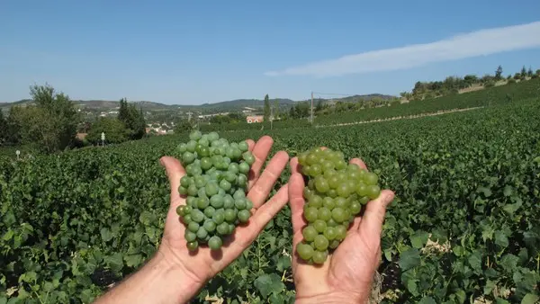 CAVES DU SIEUR D'ARQUES