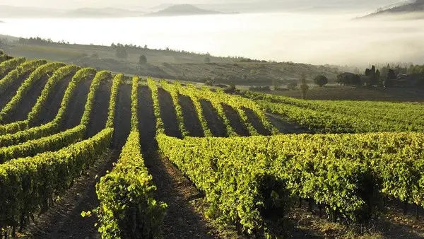 CAVES DU SIEUR D'ARQUES