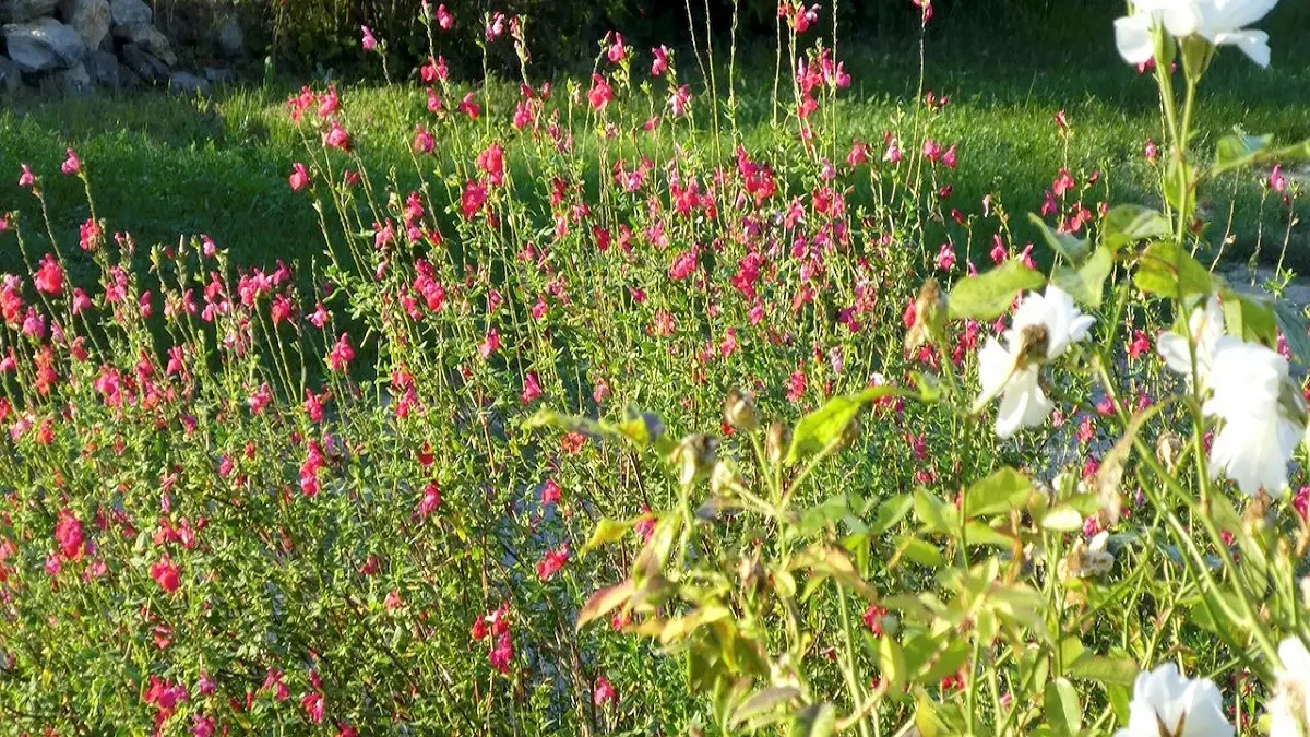 Centre Les Labadous- Jolies fleurs au parc