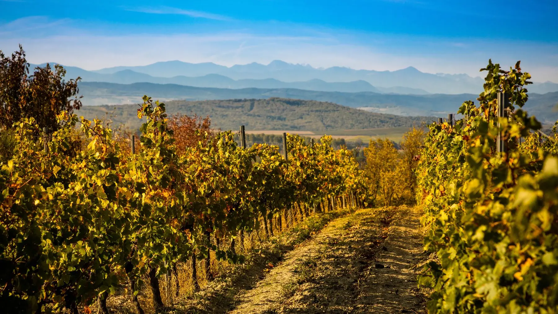 Chateau Guilhem-Malvies_5