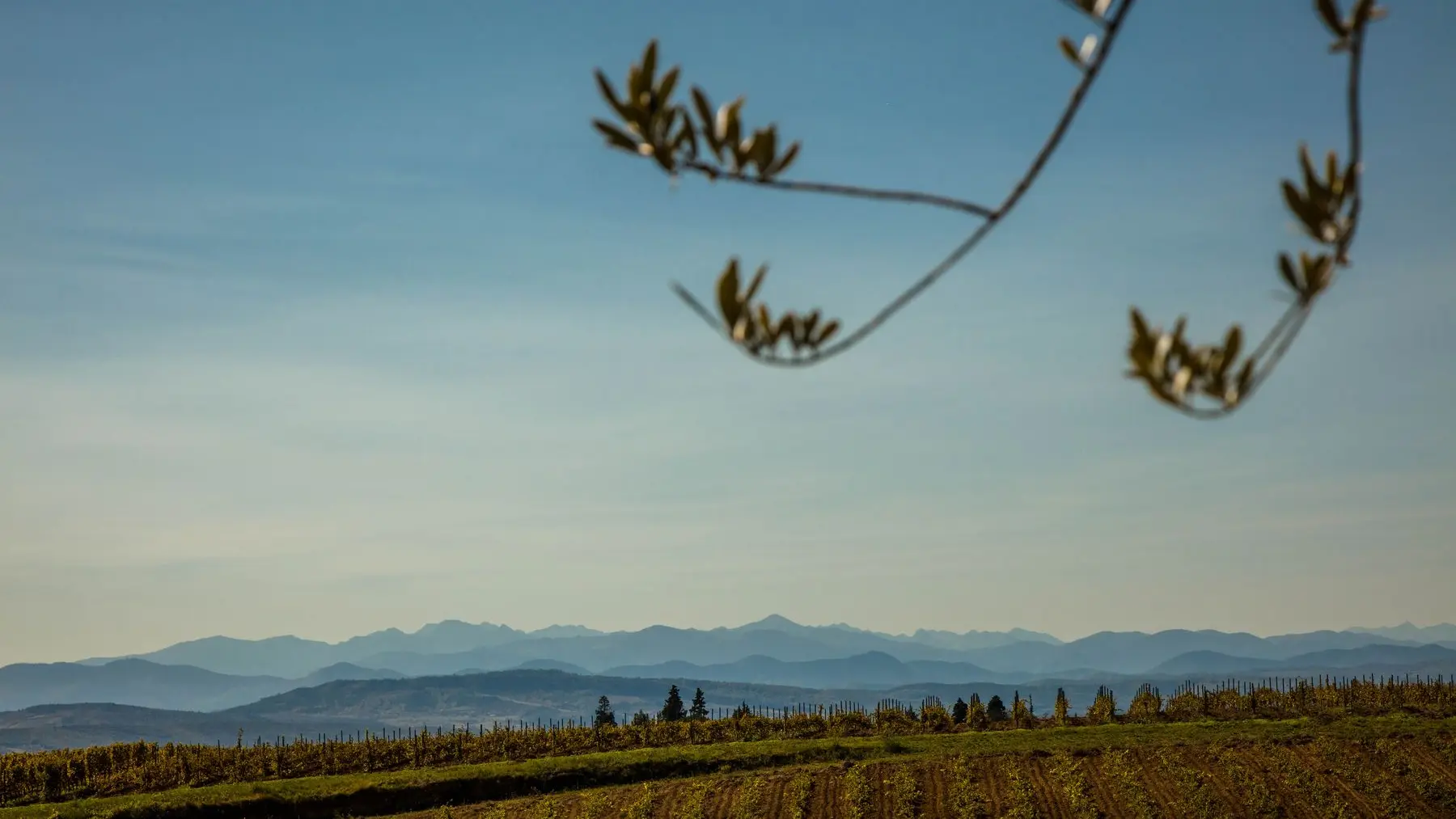 Chateau Rives Blanques-Cepie_15