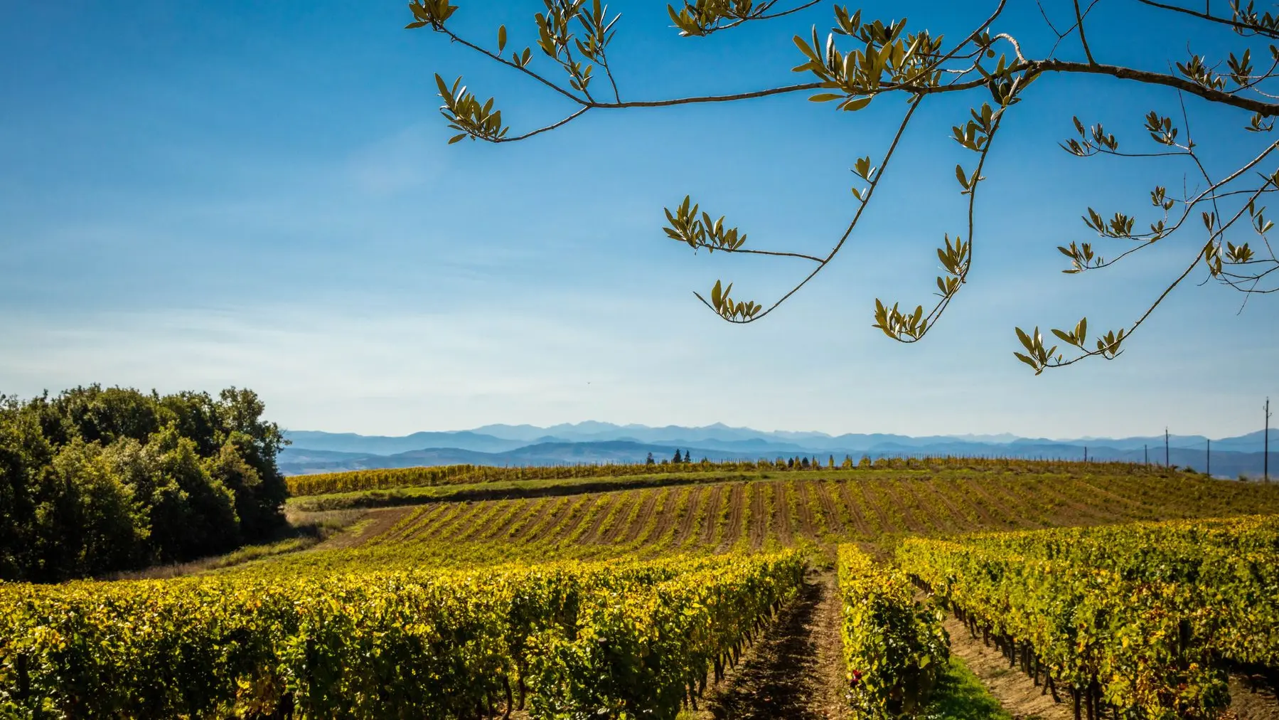 Chateau Rives Blanques-Cepie_16