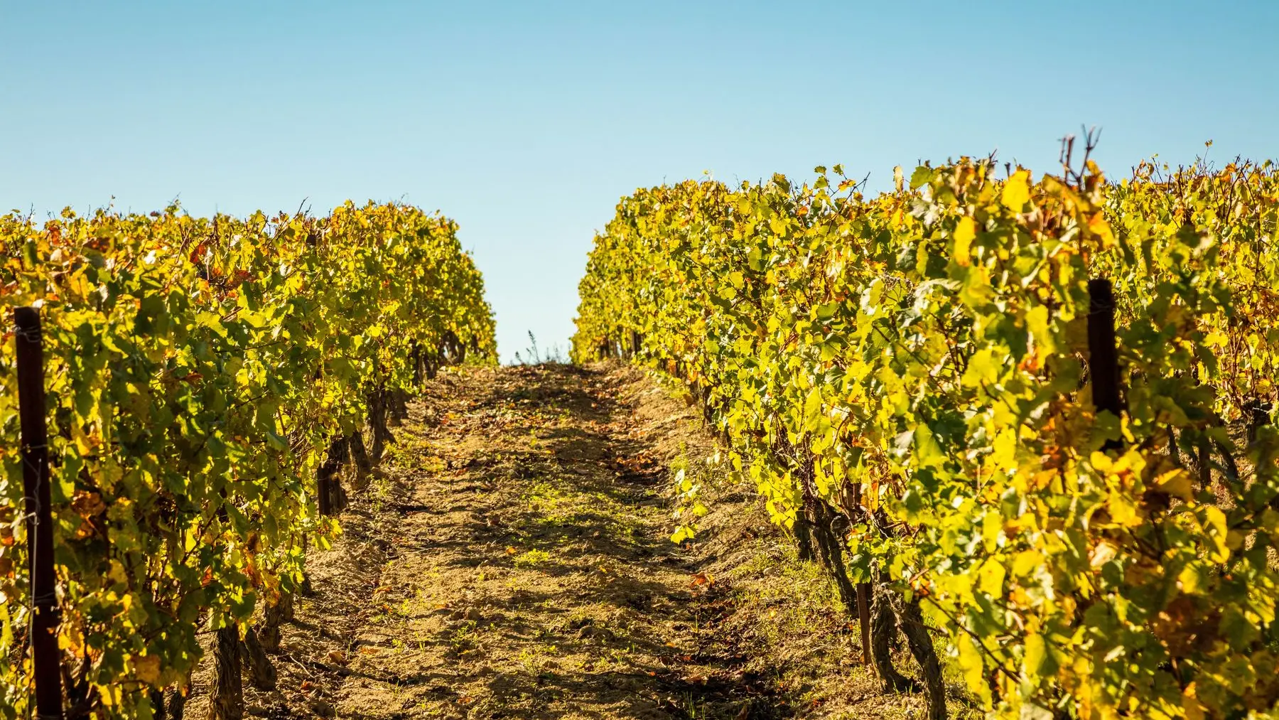 Chateau Rives Blanques-Cepie_4