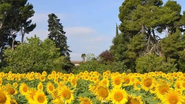 Champ de tournesol