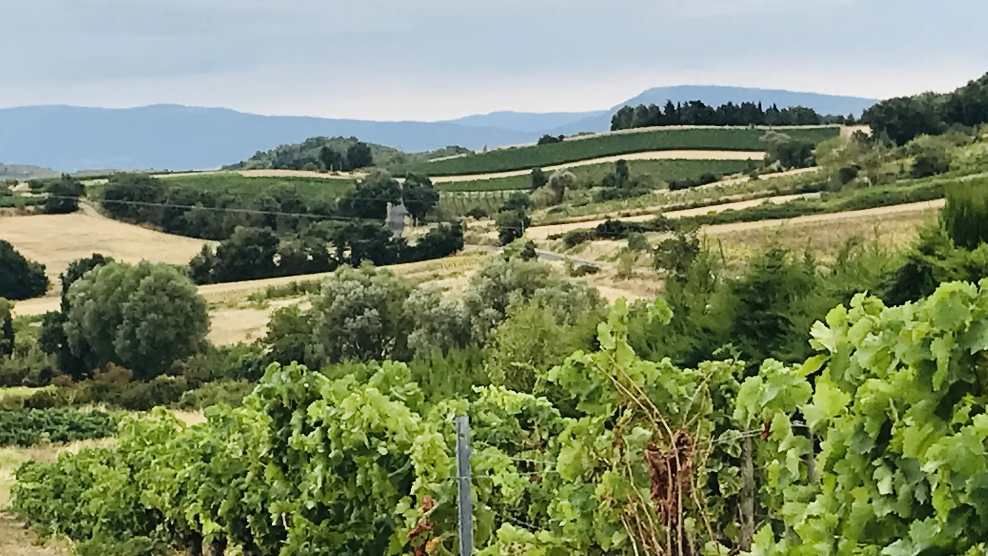 CoeurdeRoses_environement1_D.Mom