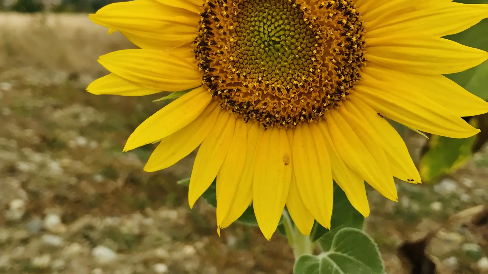 CoeurdeRoses_environement3_D.Mom