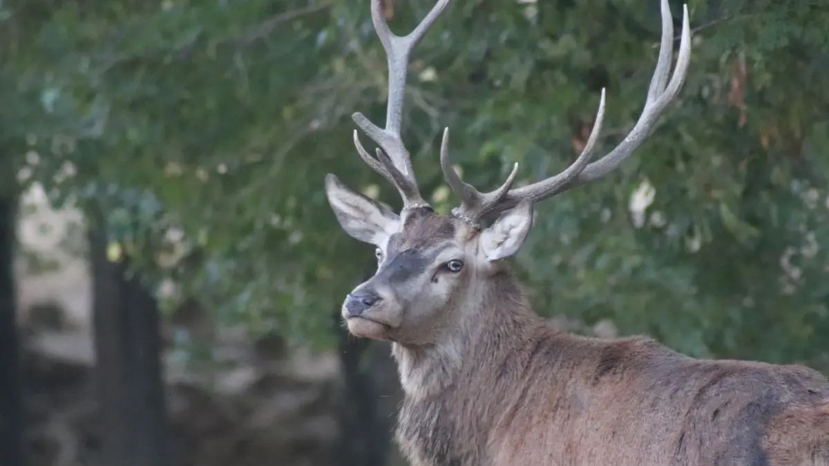 Domaine Saint-Andrieu (3)