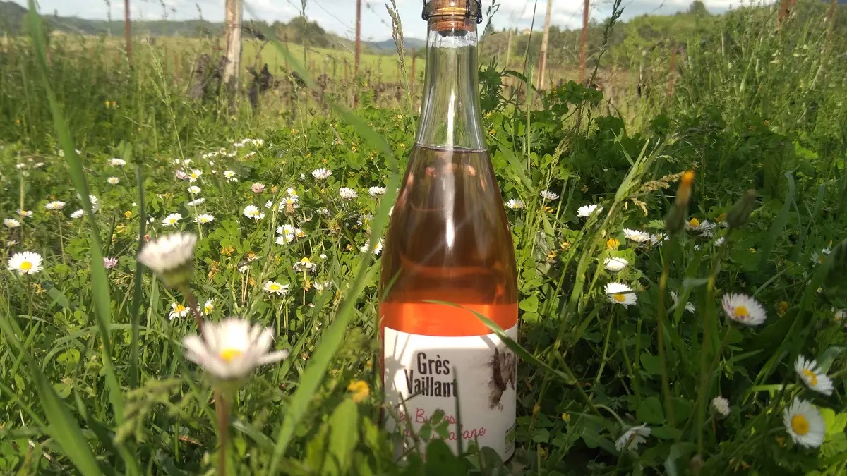 Domaine du grès vaillant_photo dégustation