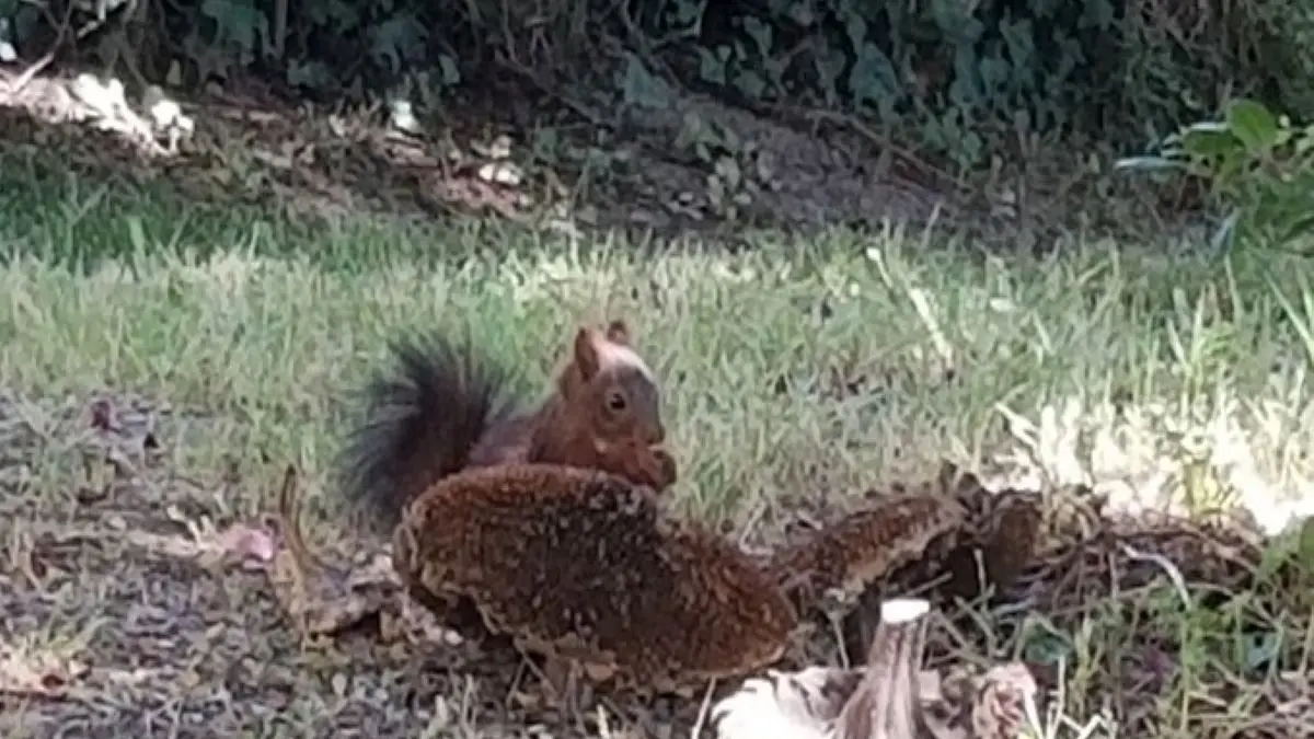 Esceuillens - LAFFONT - Gite du Mehnir animaux familiers (1)