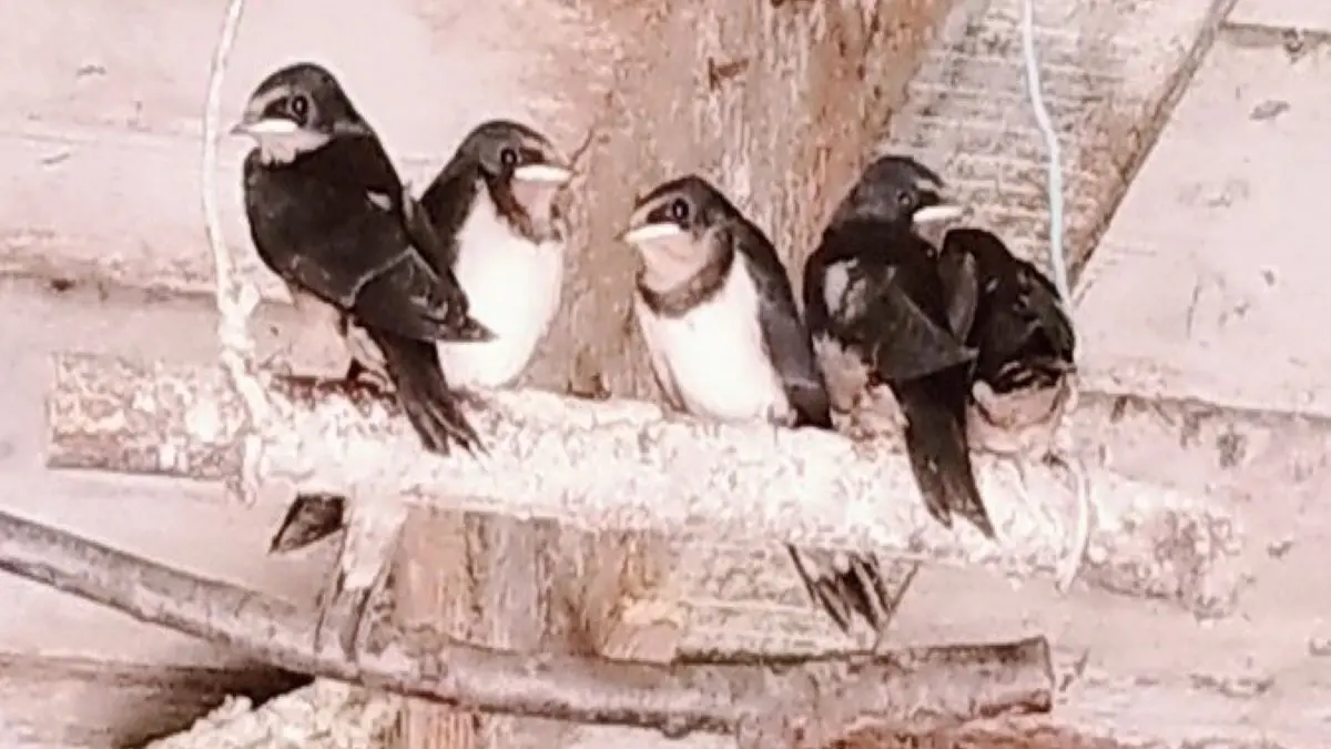 Esceuillens - LAFFONT - Gite du Mehnir animaux familiers (3)