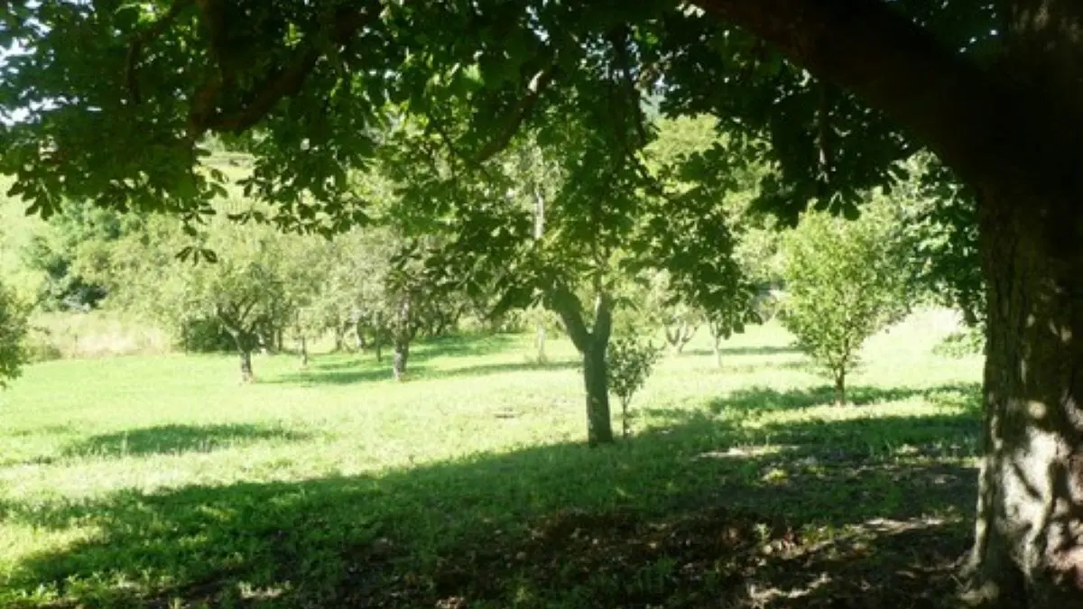 Esceuillens - LAFFONT - Gite du Mehnir parc (9)