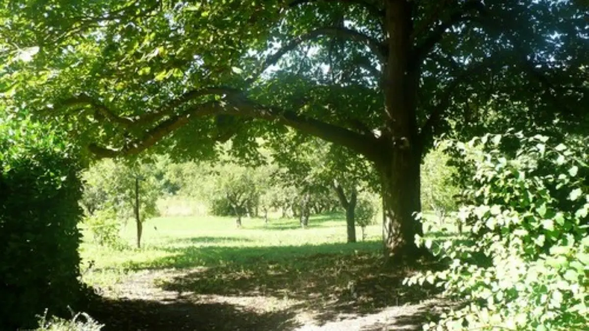 Esceuillens - LAFFONT - Gite du Mehnir parc (1)