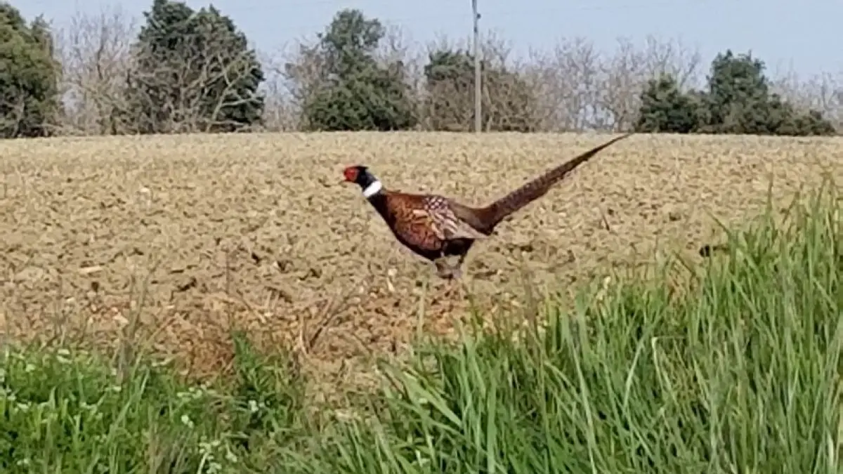 Esceuillens - LAFFONT - Gite du Mehnirautour du gîte (1)