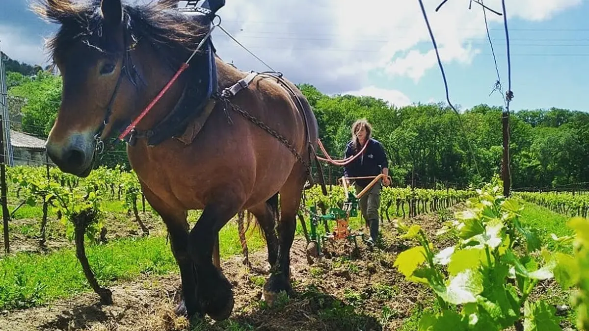 DOMAINE DU GRES VAILLANT