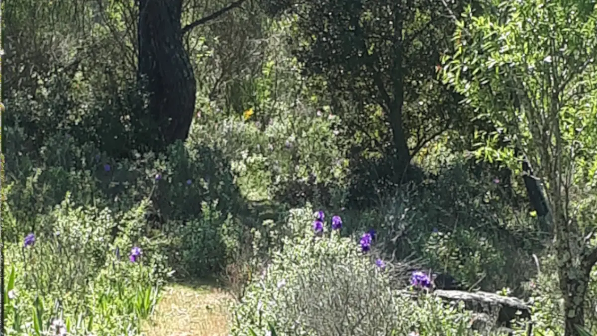 HLO - LIMOUX - CH Carliqui - jardin iris