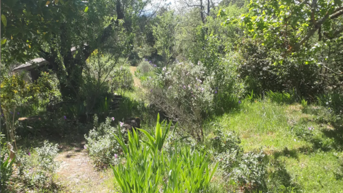 HLO - LIMOUX - CH Carliqui - jardin