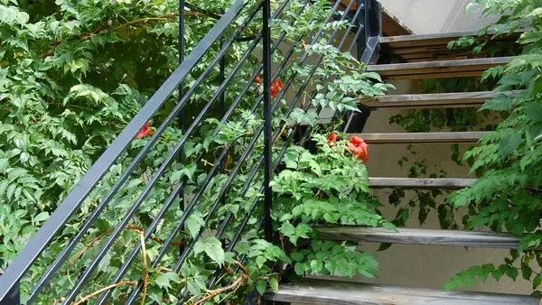 HLOLAR011V50GRAW - 5