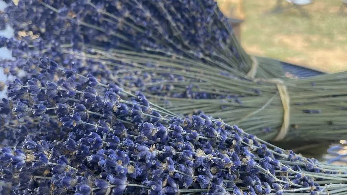 Saint André la Tuilerie - lavande