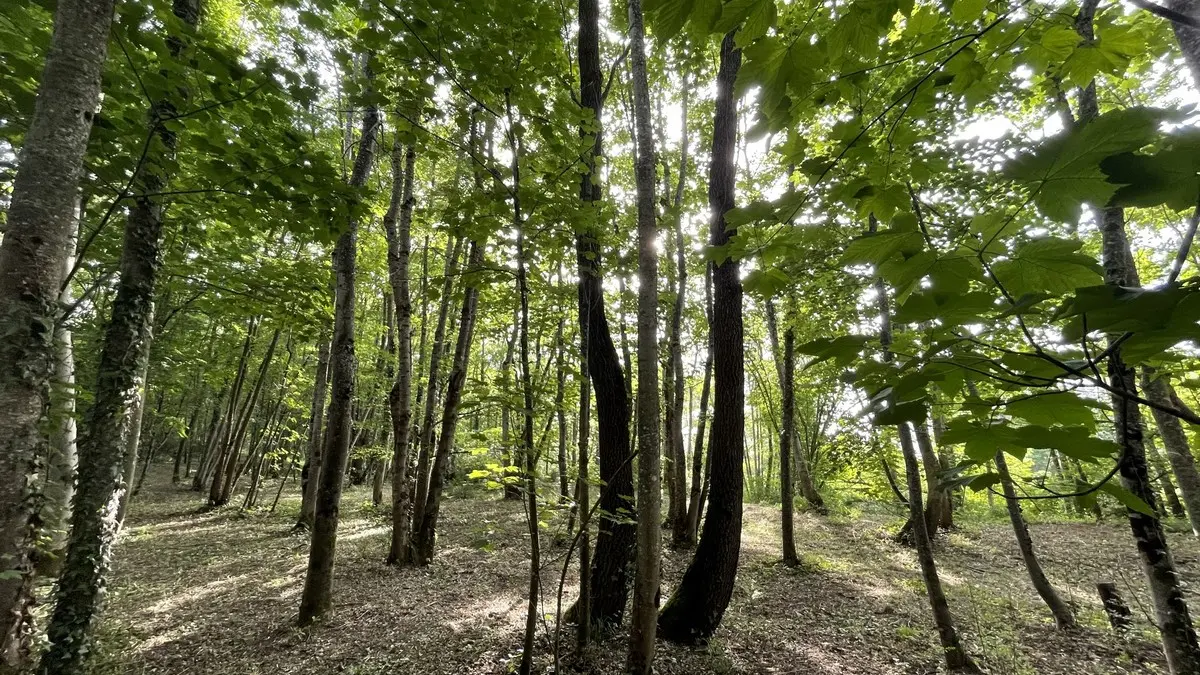 Saint André la Tuilerie