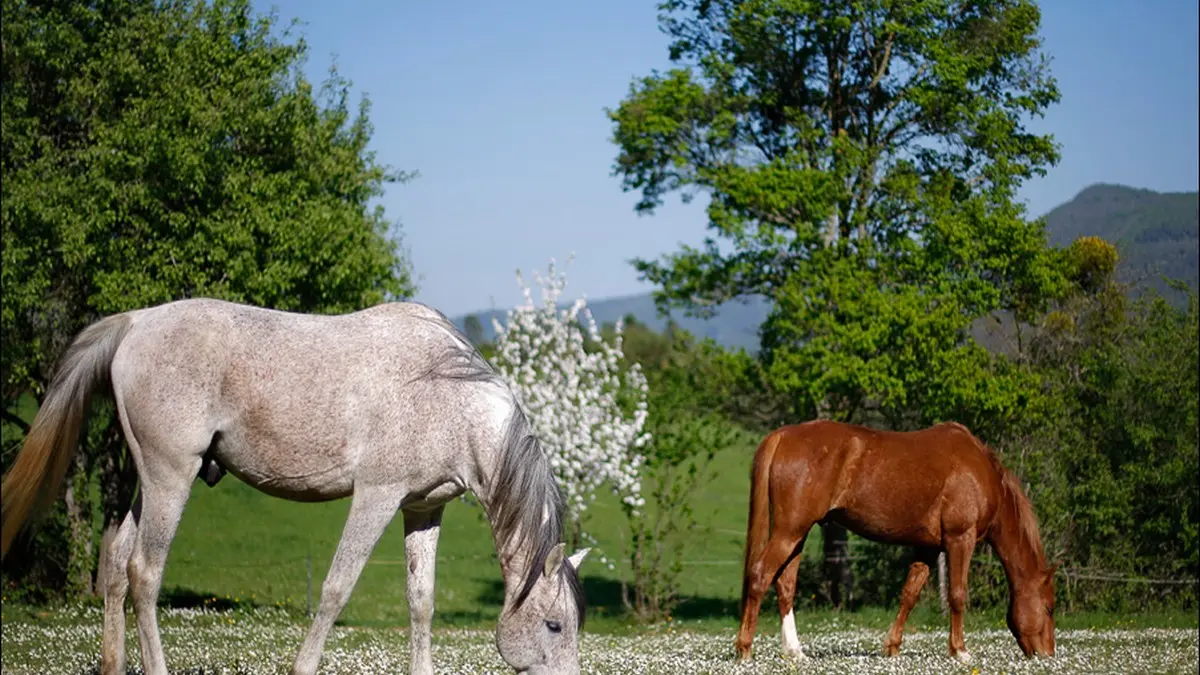 LAVALDIEUR Chevaux pre