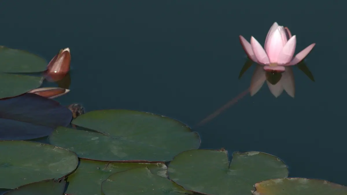 Lac d'Arques_2011_©Jean-Louis Socquet (5)
