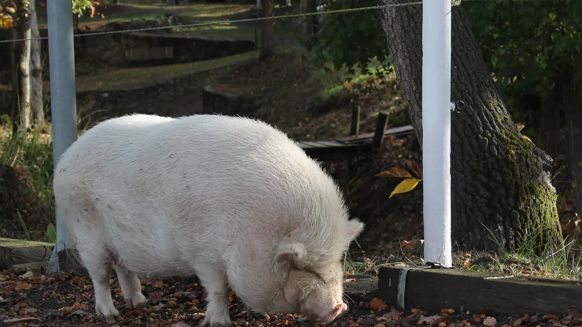 Les Arpents verts km 14©OTLimouxin(24)