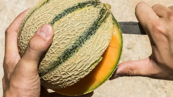 MONSIEUR JACQUES SARRAIL