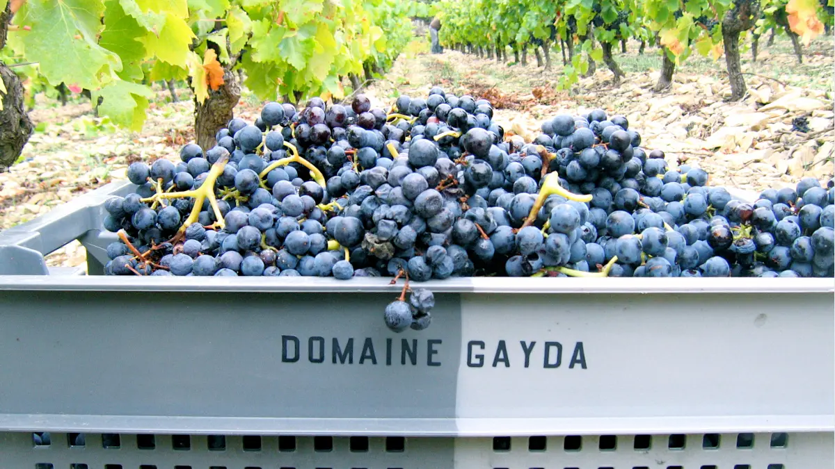 DOMAINE GAYDA