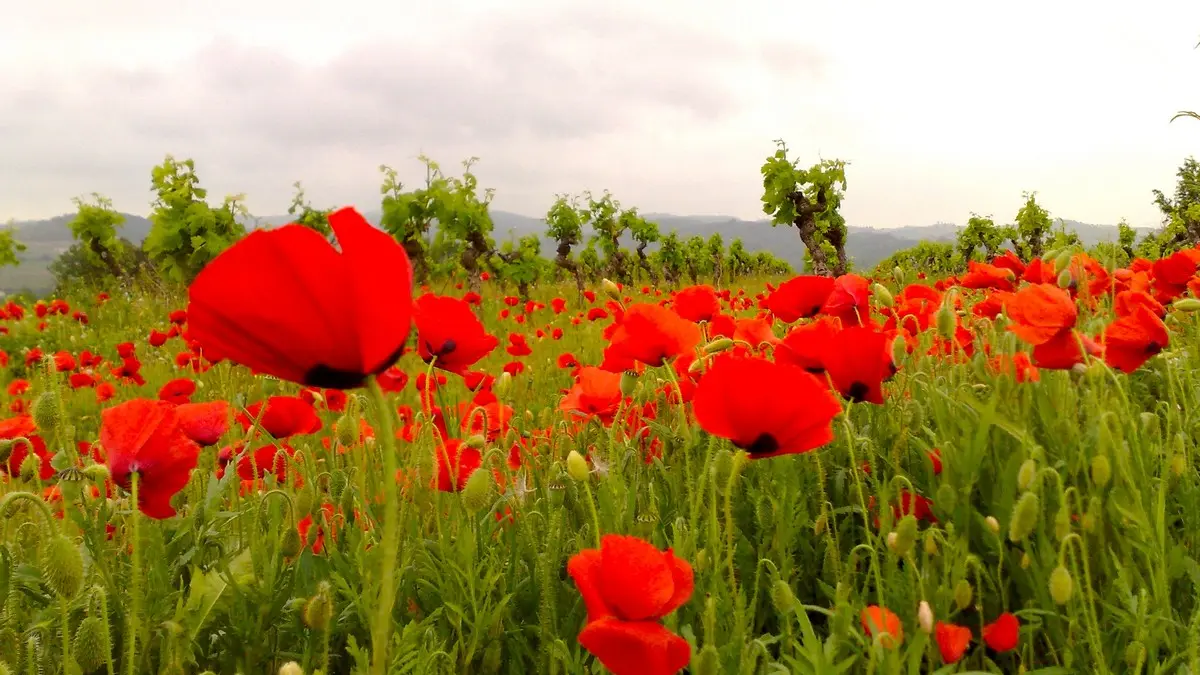 ROUCARELS COQUELICOTS