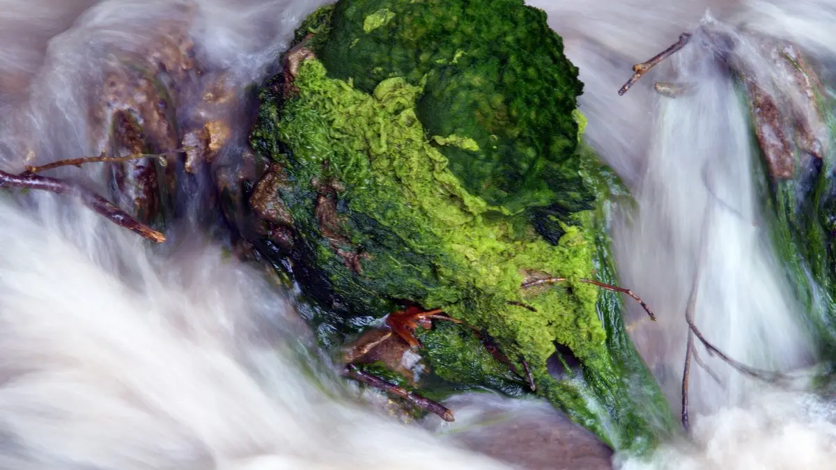 Source Salée_Sougraigne_2011_PCU PNA © Jean-Louis Socquet-Juglard (4)