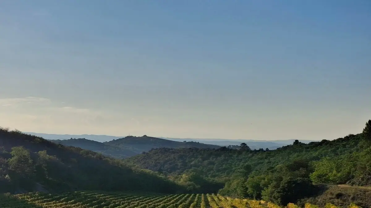 SCEA DOMAINE DE TREILLE