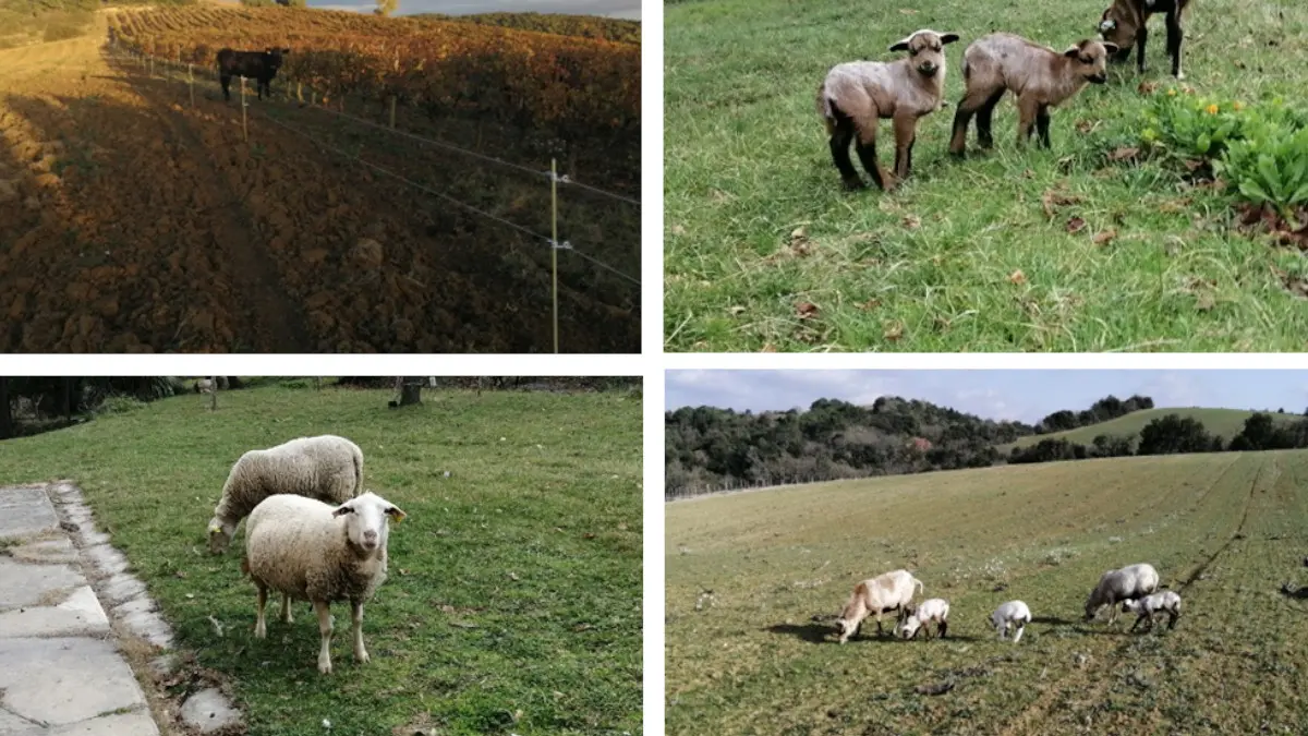 SCEA DOMAINE DE TREILLE