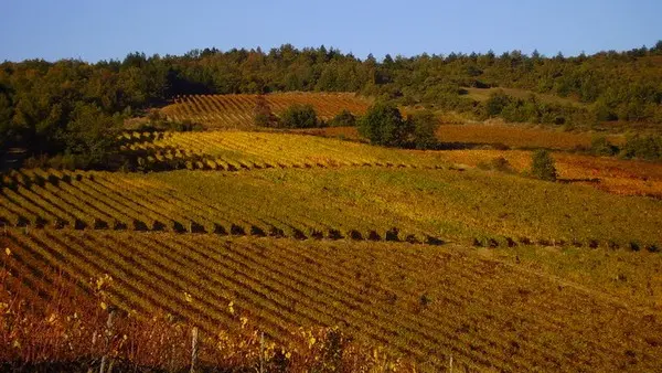 ENTRE LES VIGNES - GÎTE LE CHARDONNAY