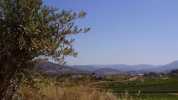 ENTRE LES VIGNES - GÎTE LE CHARDONNAY