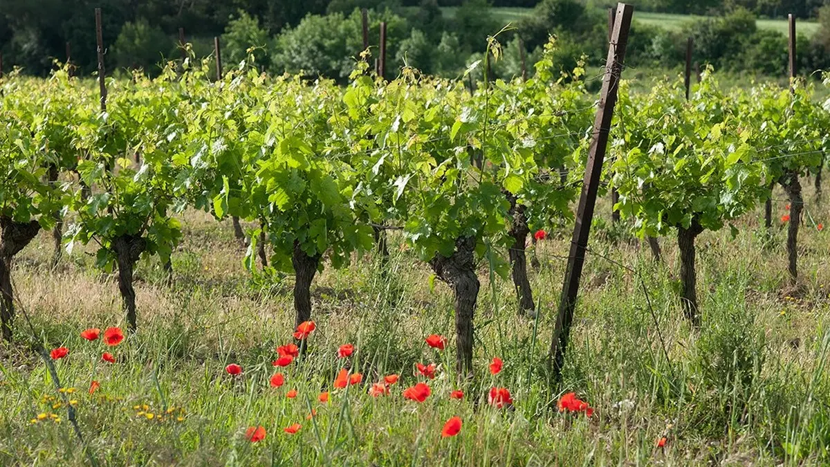 DOMAINE DE LA SAPINIERE